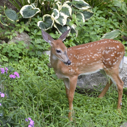 Photo of a young white-tailed deer in front of foliage