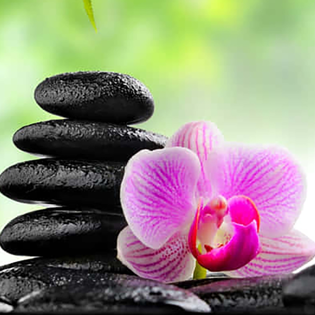 pink orchid blossom with black stones